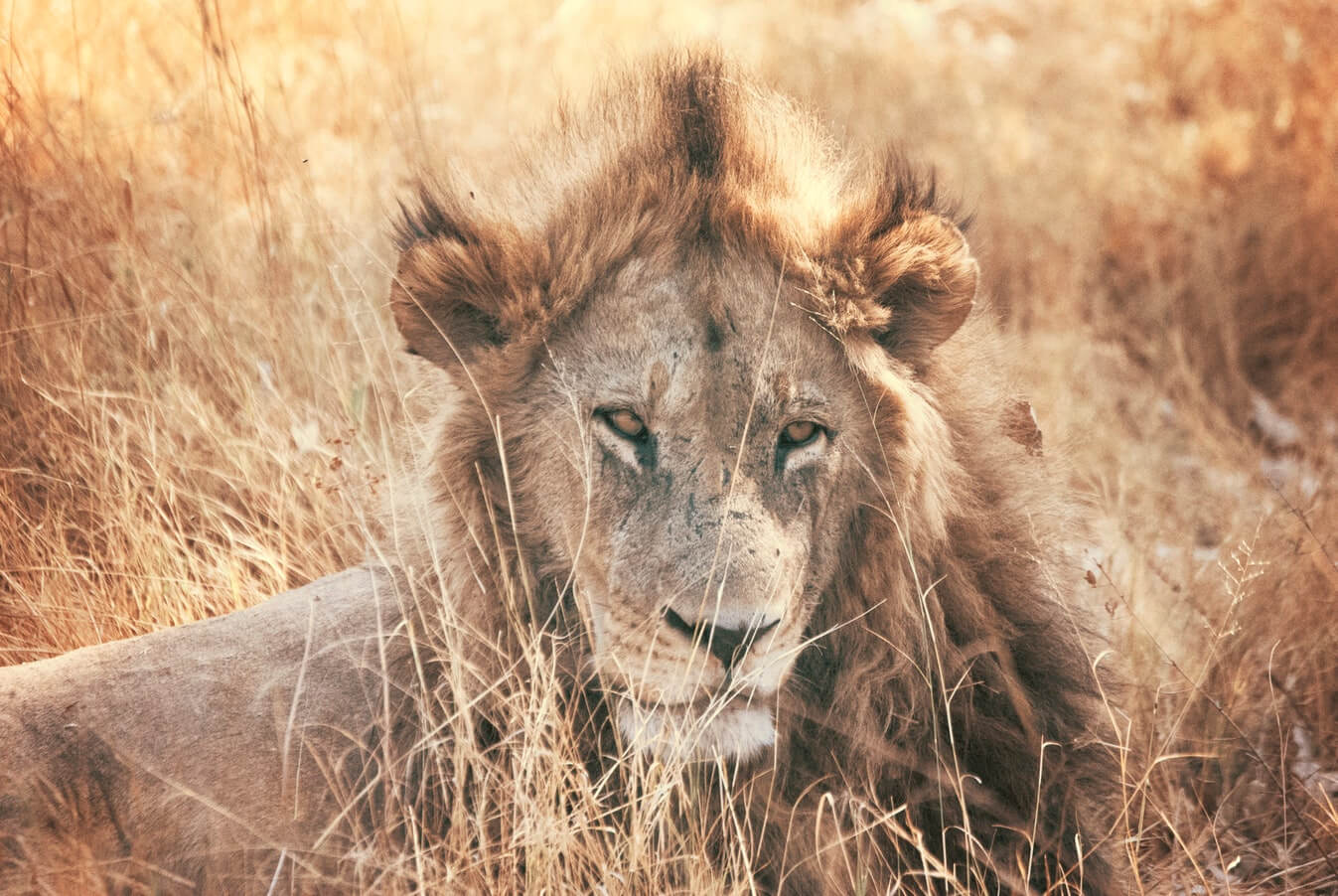 Lion King